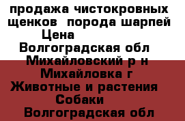 продажа чистокровных щенков ,порода шарпей › Цена ­ 5000-10000 - Волгоградская обл., Михайловский р-н, Михайловка г. Животные и растения » Собаки   . Волгоградская обл.